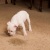 Paradise Odor & Stain Removal by Little Bud's Suds