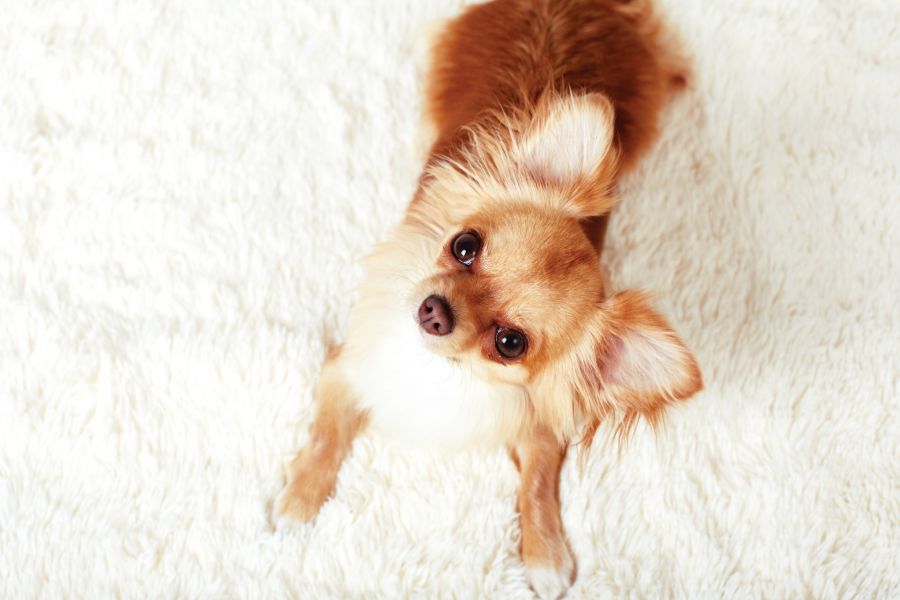 Odor Removal by Little Bud's Suds